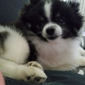 Meet your Posher, Simone